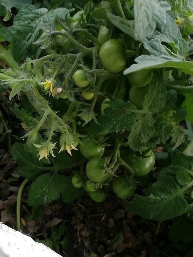 阳台种小番茄，1个播种“小技巧”，发芽快长势快，果子一串串