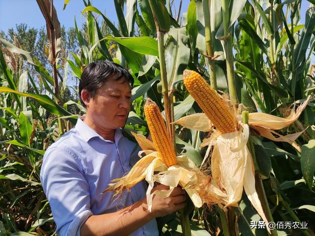 2023年如何种出高产玉米？3点种植措施，可有效降低灾害风险