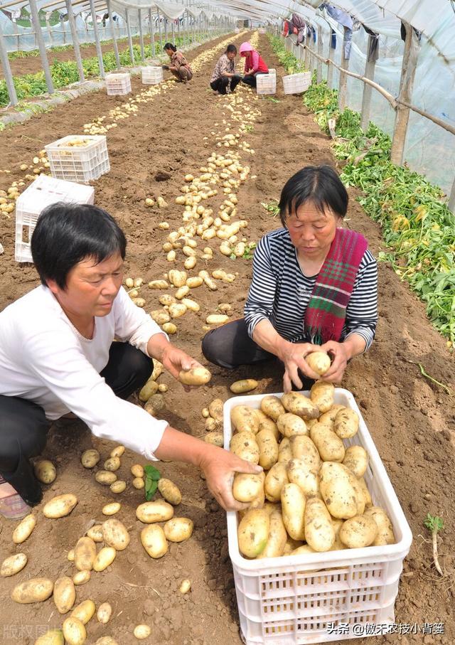 种土豆想高产，不妨试试这套种植管理方案