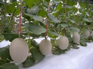 蜜瓜的种植与管理-哈密瓜的种植技术与管理方法