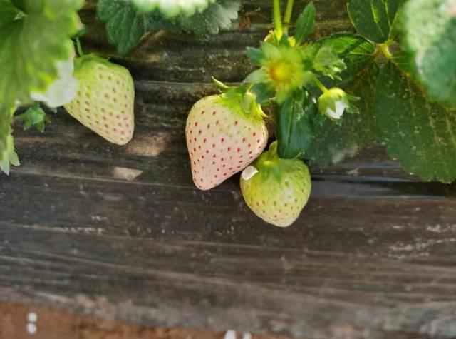 一颗草莓卖十多块钱！郑州90后大学生靠种草莓月入3万