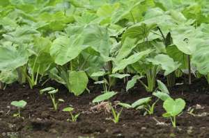 山东荔浦芋头种植-农村种植：既是粮食又是蔬菜的荔浦芋，如何种植才能获得高产
