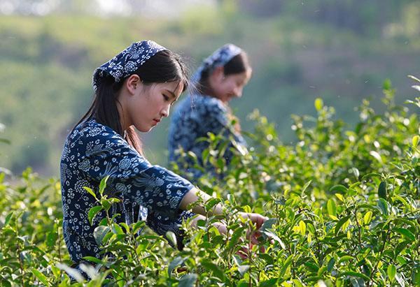 茶叶的种植与管理技术介绍