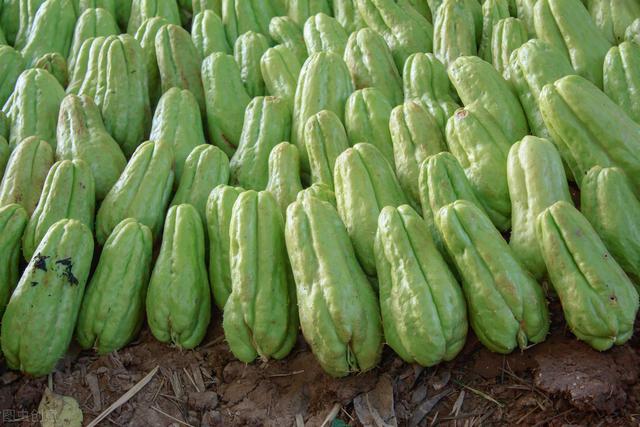 农村的佛手瓜如何播种，怎么管理，佛手瓜怎么吃？