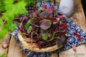 青菜苔种植-秋季种些红苋菜红菜薹，红红火火，栽培简单，不妨一试
