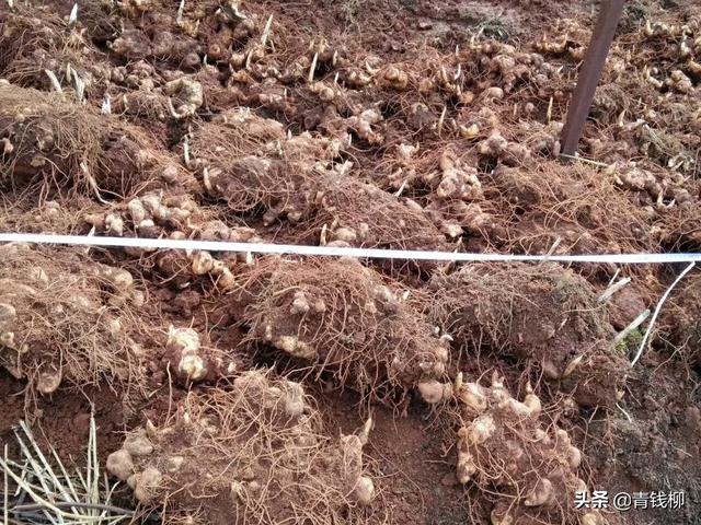 沂蒙山区黄精林下种植高效栽培管理技术