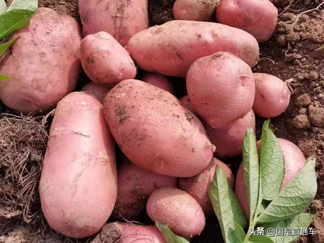 “农云行动”来了云南：看上了这里的红皮土豆！