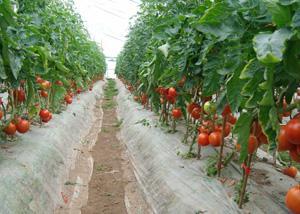 全国番茄种植面积及分布情况大起底