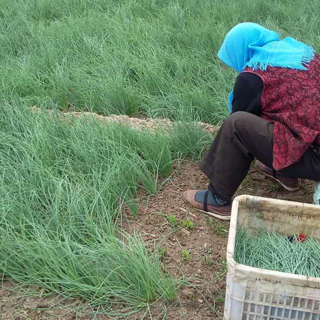 野生沙葱露地种子直播驯化栽培技术，提高种植农户收入