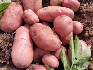 云南土豆种植基地-“农云行动”来了云南：看上了这里的红皮土豆