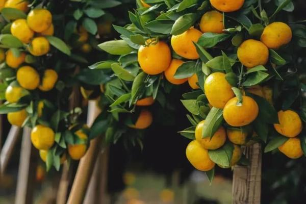 从一斤0.5元到一个3.7元，上海这里的小柑橘何以成为“大产业”？