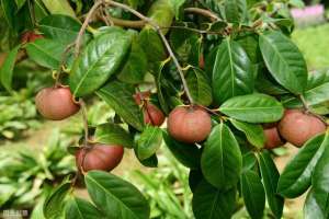 盆栽山茶树的种植-油茶栽培管理技术，学会以下合理种植方法，增加山茶的产量和效益