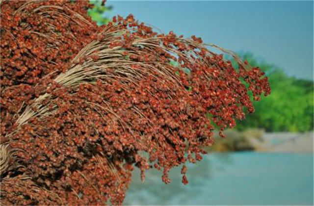 红高粱种植技术，在种植管理过程中要重视细节，才能保证其产质