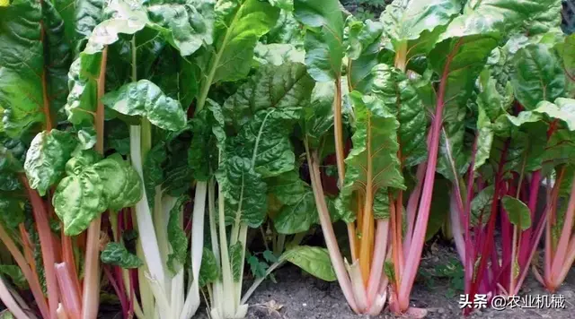 提高甜菜种植效益从播种开始