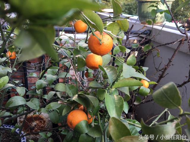 家里这样种水果，几个小步骤，在家种出果实累累的橘子柠檬无花果