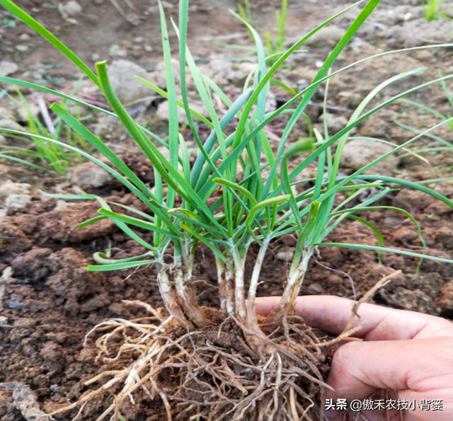 韭菜用种子播种和挖根移栽，哪种种植方法好？二者分别怎么种植？