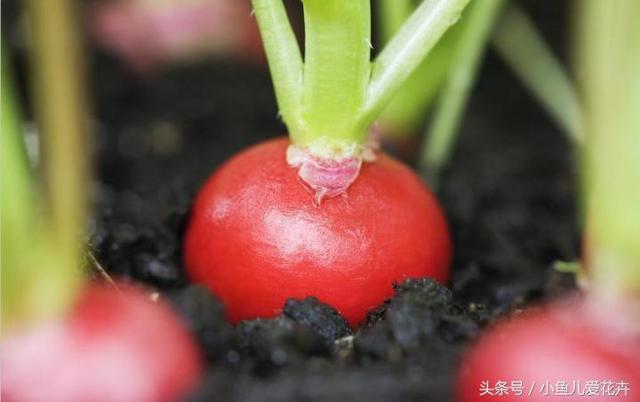 阳台萝卜菜的种植方法，水灵灵的红萝卜，爱吃的赶紧来学学吧！