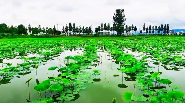 到武汉汉南郊区随拍一处莲藕种植基地，湖水平如镜，荷香飘十里