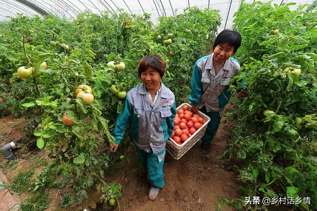 种植西红柿学会打叉和插扦，四季循环生长产量高，天天有得摘