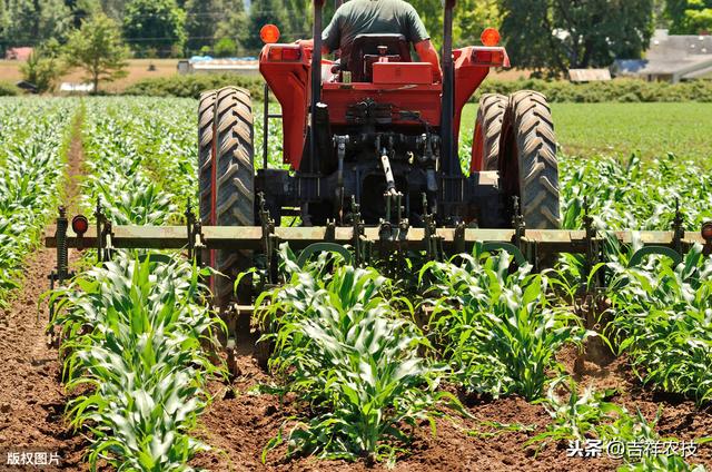 玉米有机旱作栽培新技术，及病虫害绿色防控技术，你知道多少呢？