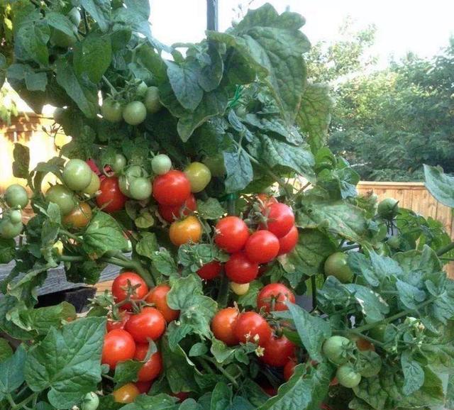 阳台种小番茄，记住“两点”，长势旺，一棵1000个果，全家吃不完