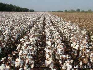 棉花种植在哪-以前河南、河北、山东是棉花的主产区，为什么现在种的很少了？