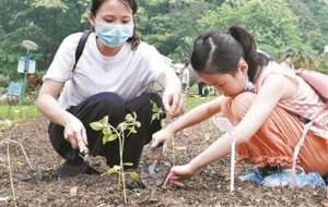 天台种植蔬菜能手-打造“小菜园”阳台春蔬绿