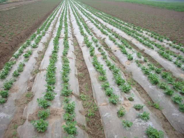 在农村，地膜春土豆什么时候栽种呢？后期该怎么管理呢？