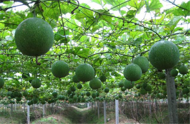 瓜蒌的种植技术，后期也要做好管理，管理栽培你都掌握了吗？