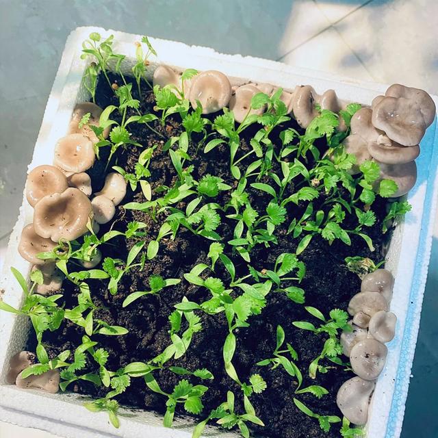 蘑菇种植在菜盆里和小青菜一起生长的过程
