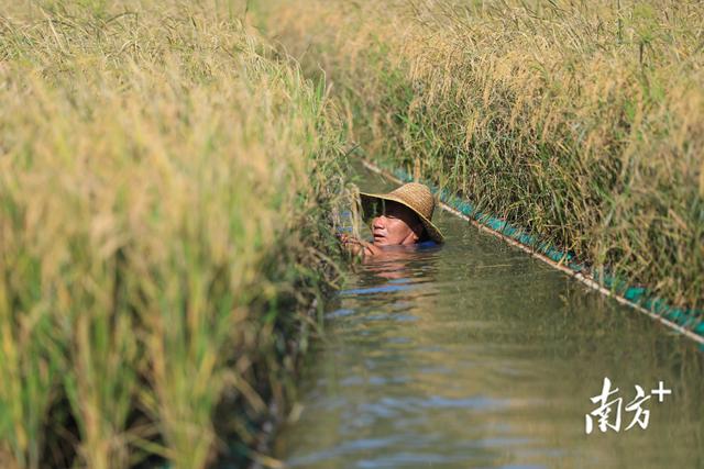 鱼塘种的水稻开始收割啦！预计最高亩产达700斤