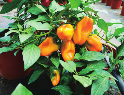 盆栽观赏椒品种选择及总结关键栽培技术