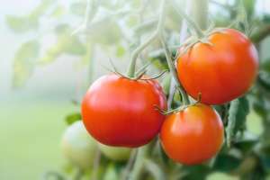 梨大棚种植-大棚西红柿的种植方法和管理技术，其实没那么难不妨来学习一下