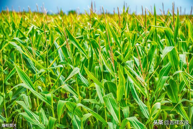 玉米有机旱作栽培新技术，及病虫害绿色防控技术，你知道多少呢？