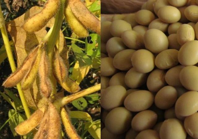 黄豆栽培技术，种植方法简单、独特、质量好、产量高