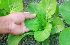种植小青菜的过程-小白菜种植时间和方法