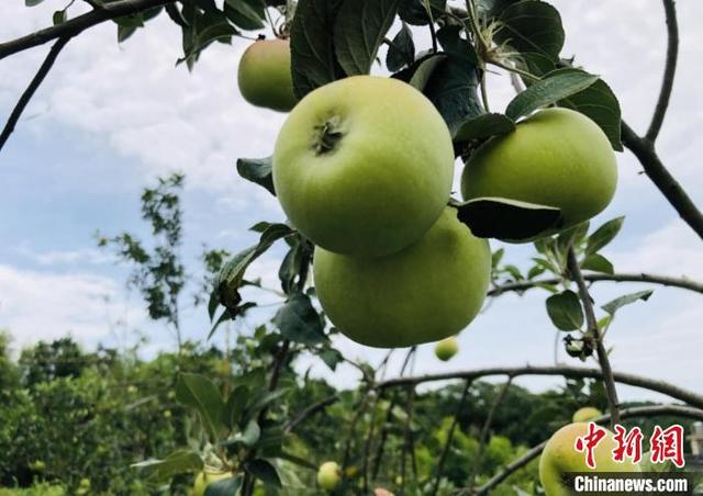 湖南道县“南方苹果树”结出丰硕“致富果”