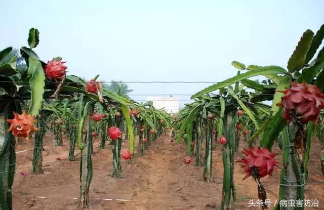 火龙果丰产优质生产技术详解！立柱搭架、壮苗种植