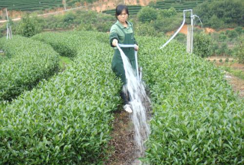 茶叶的种植与管理技术介绍