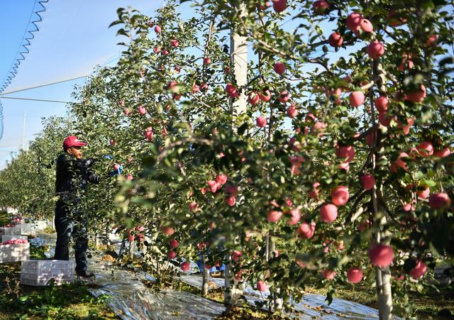 （新华全媒+）黄土高原迎来苹果收获季