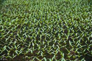 大棚黄瓜种植技术冬季-越冬茬温室黄瓜生殖生长和营养生长调控技术
