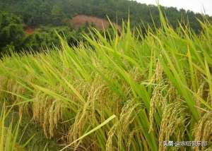 稻田种植什么好-中稻收割完，稻田闲置给人放牛，不如种这3种农作物能吃还能卖钱