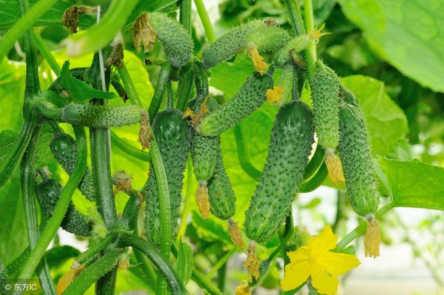 越冬茬温室黄瓜生殖生长和营养生长调控技术