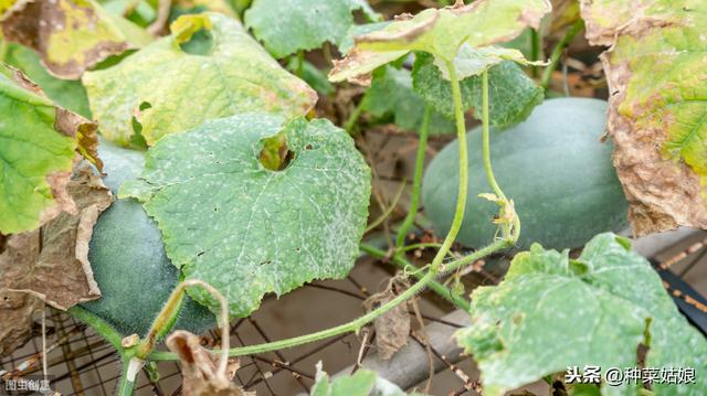 种植瓜菜，想要秋季结瓜多，夏季管理很重要，这些技术了解一下