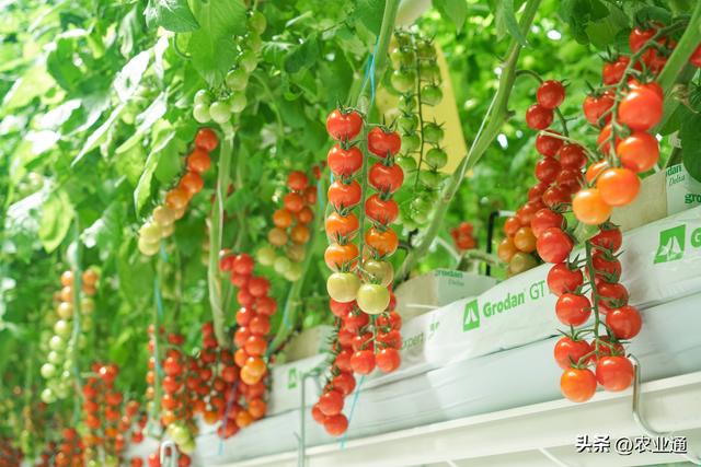 番茄栽培管理技术大全,有了这个再也不担心不会种西红柿了