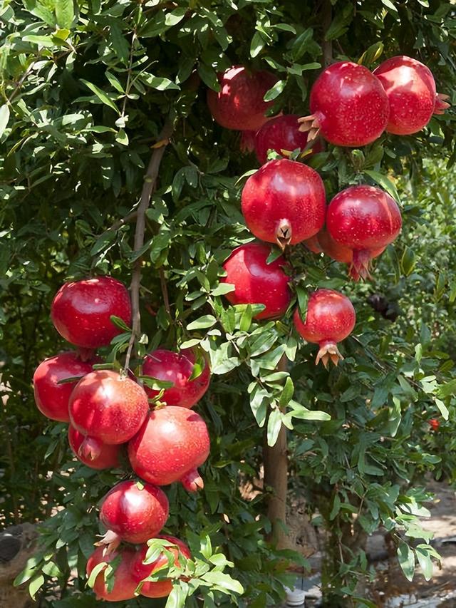 适合家庭栽种的“4种果树”，皮实好养挂果多，果子漂亮美味喜庆