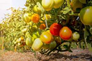 西红柿种植时间表-西红柿的种植方法和时间