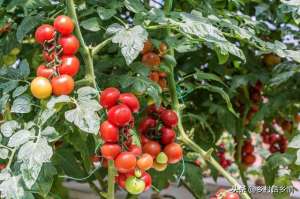 种植操作视频-种植西红柿学会打叉和插扦，四季循环生长产量高，天天有得摘
