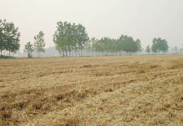 麦茬花生播种时的5个要点：选择品种很关键，种植密度有要求