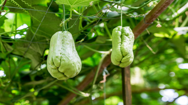 佛手瓜全身上下都能吃，种植一棵收获好几年